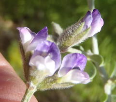 Psoralea hirta