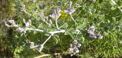 Psoralea hirta
