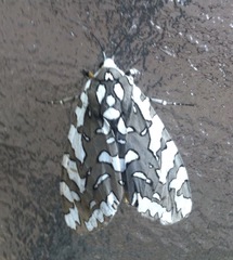 Arachnis zuni
