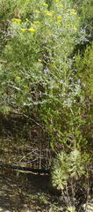 Psoralea hirta