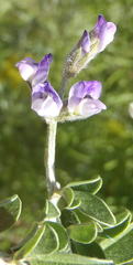 Psoralea hirta