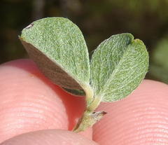 Psoralea hirta