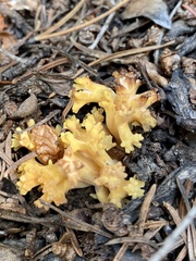 Ramaria flava