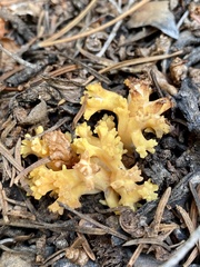 Ramaria flava