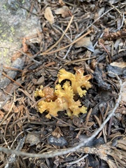 Ramaria flava