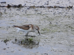 Calidris minuta