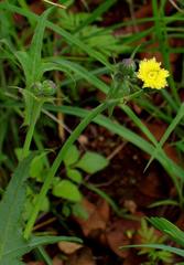 Sonchus wilmsii