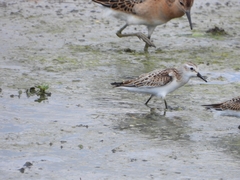 Calidris minuta