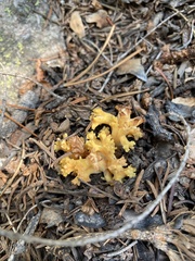 Ramaria flava
