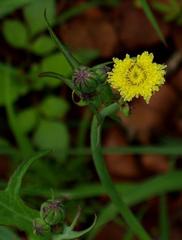 Sonchus wilmsii
