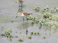 Calidris minuta