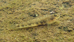 Rhinogobius leavelli