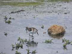 Calidris minuta