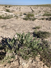 Acleisanthes lanceolata