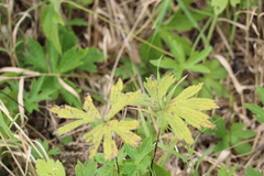 Anemonastrum canadense