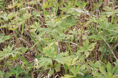 Anemonastrum canadense