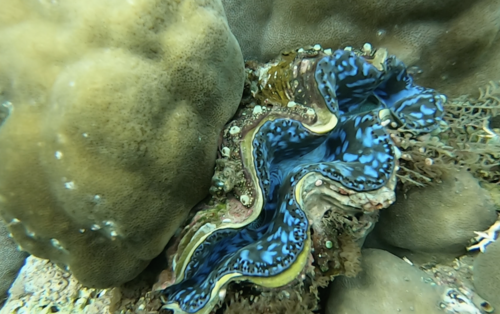Small Giant Clam — seen at this dive site