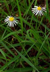 Felicia muricata muricata