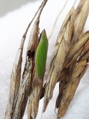 Draeculacephala antica