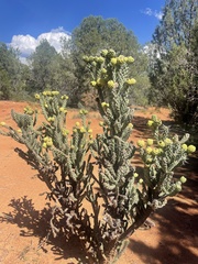 Cylindropuntia whipplei