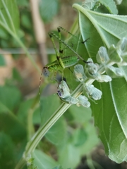 Tettigoniidae
