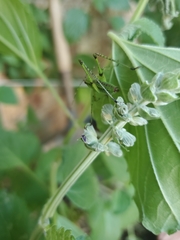 Tettigoniidae