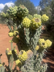 Cylindropuntia whipplei