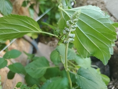 Tettigoniidae
