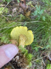 Pseudoboletus