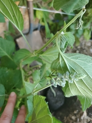 Tettigoniidae
