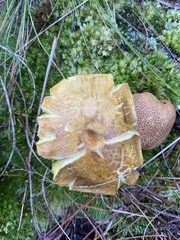 Pseudoboletus
