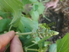 Tettigoniidae