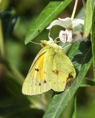 Colias electo electo