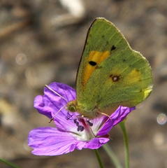 Colias electo electo