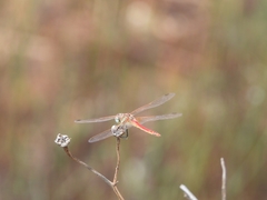 Sympetrum fonscolombii