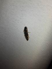 Conoderus semimarginatus