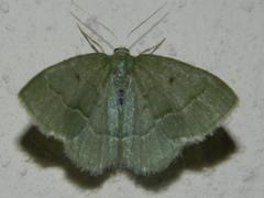 Chlorissa attenuata