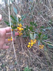 Berberis ruscifolia
