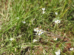 Chaetopappa asteroides