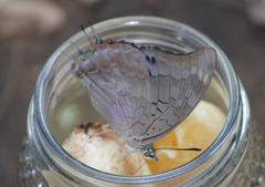 Charaxes phaeus