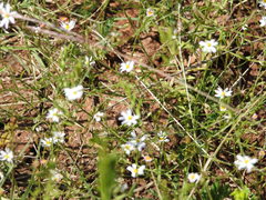 Chaetopappa asteroides