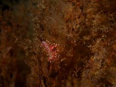 Paraflabellina funeka