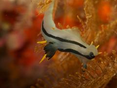 Polycera capensis