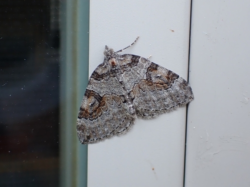 George's Carpet Moth photo 2