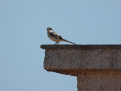 Lanius excubitor