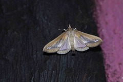 Diaphania fumosalis