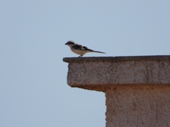 Lanius excubitor