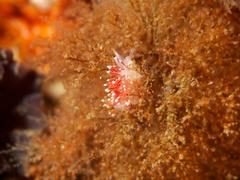 Paraflabellina funeka