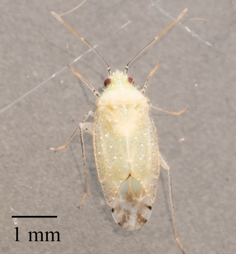 Lineatopsallus biguttulatus