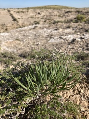 Nerisyrenia linearifolia